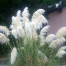 White Pampas Grass Perennial Ornamental 1 Live Plant Clumping Non Invasive