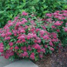 Hot Pink Spiraea Bush Cuttings Fresh Fragrant Flowers Plant Cut On Order.  Zones 3-8 Best