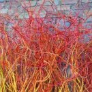 Cuttings Scarlet Curls Corkscrew Weeping Willow Tree Salix Fresh Cut Flower Stems Upon Order No Root