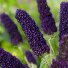 Butterfly Bush Black Knight Flowers Perennial Live Plant Summer Spring Flower Full Sun Coneflower