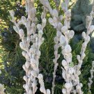 Cuttings Silver Pussy Willow Salix Tree Shrubs Fresh Flower Stems Upon Order No Roots Traditional Gr