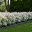 Ten (10) Bushes Salix Integra 'Hakuro-Nishiki' Dappled Willow Tree Bush Shrub Privacy Fence Live Pla