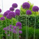 5 Flower Bulbs Allium Purple Globe Live Flowers Plants