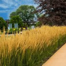 Karl Foerster Fountain Grass Pennisetum Perennial Ornamental 1 Live Plant Clumping