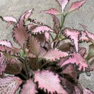 Rooted Pp Pink Plant In Pot Indoor Plants Collector Prefers Low Light