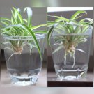 Spider Plant Cuttings Babies House Plants Live Variegated