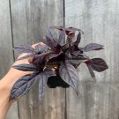 Black Sweet Potato Vine