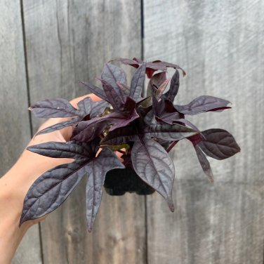 Black Sweet Potato Vine