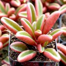 Succulent Peperomia Graveolens Plant Red Leaf Potted Houseplant Live Plants 2.5" X 4" Inch Pot