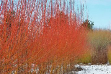 Salix Flame Willow Tree Bush Shrub Privacy Fence Live Plants