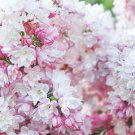 Blushing Lilac Cuttings Fresh Fragrant Flowers Plant Cut  Zones 3-8 Best.