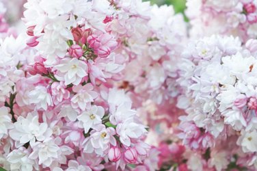 Blushing Lilac Cuttings Fresh Fragrant Flowers Plant Cut  Zones 3-8 Best.