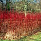Red Twig Dogwood Cuttings Live Plant Perennial Shrubs Landscaping Plants Live Fence Hedge