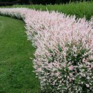 Salix Integra 'Hakuro-Nishiki' Dappled Willow Tree Bush Shrub Privacy Fence Live Plants