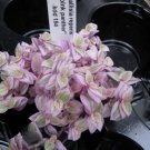 Pink Panther Bolivian Jewel Callisia Repens House Plants 2.5 X 4 Inch Potted Ppp Pink Plant Lady Tur