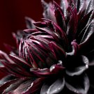 Dahlia Black Jack Flowers Perennial Flower Live Plants Huge 10" Inch Blooms