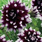 Dahlia 'Mystery Day' Flowers Perennial Flower Live Plants Huge 8" Inch Blooms