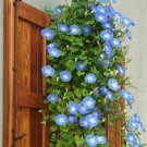 Morning Glory Heavenly Blue Flowers Vine Starter Plant