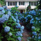 Penny Mac Blue Hydrangea Plant Live Landscaping Plants Perennial Shrubs