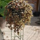 3 Rare Brown Teddy Bear Vine Cuttings Tradescantia House Plants Wandering Jew