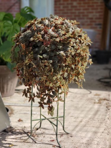 3 Rare Brown Teddy Bear Vine Cuttings Tradescantia House Plants Wandering Jew