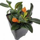 Goldfish House Plant Small Starter Plants Succulents With Orange Flowers Easy