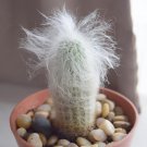 Old Man Cactus White Fuzzy Head Live Plant Hilarious Great Indoor Plants Succulents Gift For Him