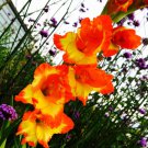 5 Princess Margaret Rose Gladiolus Bulbs Flowers Lilies Perennial Flower Live Plants
