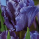 Blue Parrot Tulip Bulbs Flowers Rare Tulips