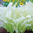 White Feather Hosta Live Plant Perennial Mature Root Bulb Rhizome Emerges Pure White In Spring Accen