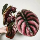 Red Secret Alocasia Pothos Houseplant Live Plant Rare House Plants