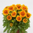 Mesa Peach Gaillardia Perennial Flower Live Plants