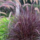 Purple Fountain Grass Fall Color Ornamental 1 Live Plant Clumping