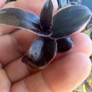 3 Rare Black Cuttings Tradescantia House Plants Wandering Jew Dark Purple Under