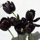 Queen Of The Night Black Tulip Bulbs Flowers Rare Parrot Tulips