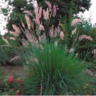 Ruby Pink Fountain Grass Ppp Perennial Ornamental 1 Live Plant Clumping