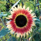 Sunflower Seeds Gypsy Charmer Tricolor Flowers Organic Flower Seed Grown 25