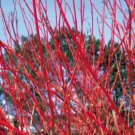 Ivory Halo Red Twig Dogwood Variegated Leaf Live Plant Fast Growing Trees Bushes Shrubs Shipping Now