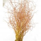 Cuttings Golden Curls Corkscrew Weeping Willow Tree Salix Fresh Cut Flower