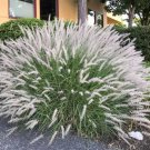 Large White Bunny Grass Pennisetum Alopecuroides Perennial Ornamental 1 Live Plant Clumping White He