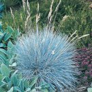 Elijah Blue Grass Wheat Head Perennial Ornamental 1 Live Plant Clumping