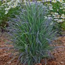 Rare Cold Hardy Twilight Zone Grass Panicum Tall Grows 4' Feet Perennial Ornamental 1 Live Plant