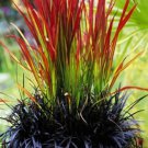 Red Baron Imperata Cylindrica Perennial Ornamental Japanese Blood Grass 1 Live Plant Bold Rare