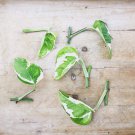 Pothos Cuttings Njoy Rare House Plants Indoor Plant Pothos N Joy Bundle Cuttings Variegated