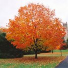 Orange Sugar Maple Tree Live Plant 4-8 Inch Seedling Fast Growing Trees Outstanding Fall Color