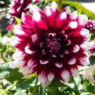 Dahlia 'Duet' Flowers Perennial Flower Live Plants Huge 10" Inch Blooms Red