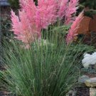Pink Pampas Grass Perennial Ornamental 1 Live Plant