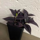 Black Tradescantia Dark Desire Red Gem House Plant Indoor 4" Inch Pot X 2.5"