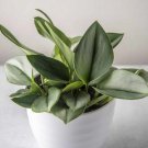 Rare Plants Sterling Silver Pothos Cuttings Houseplant Live Plant