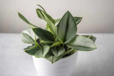 Rare Plants Sterling Silver Pothos Cuttings Houseplant Live Plant